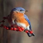 image of bird
