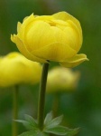 image of flower