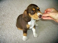 image of beagle