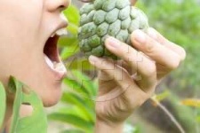 image of custard_apple #15