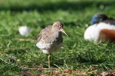 image of redshank