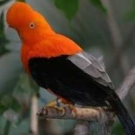 image of cock_of_the_rock
