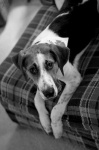 image of walker_hound