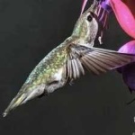 image of bird