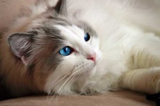 image of ragdoll #33