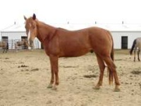image of sorrel