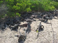 image of common_iguana