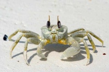 image of crab