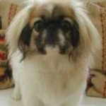 image of animal