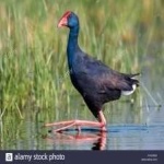 image of bird