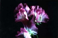 image of flower