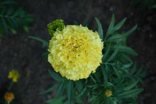 image of flower