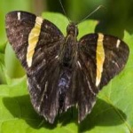 image of banded_butterfly #16