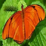 image of animal