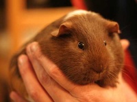 image of guinea_pig