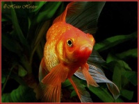 image of goldfish