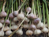 image of garlic #4