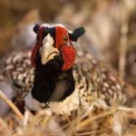 image of bird