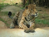 image of jaguar_car