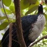 image of bird