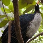 image of horned_guan #28