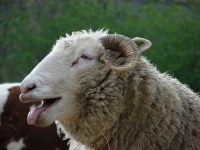 image of ram