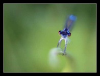 image of dragonfly