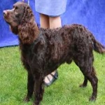 image of american_spaniel #34