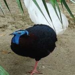 image of bulwers_pheasant #18