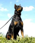 image of doberman