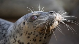 image of animal