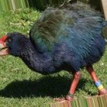 image of bird