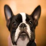 image of animal