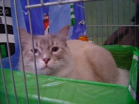 image of animal