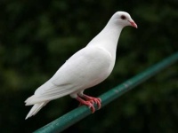 image of dove