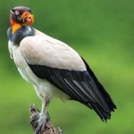 image of bird
