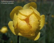image of flower