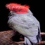 image of bird