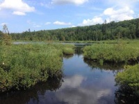 image of swamp