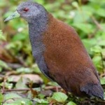 image of bird
