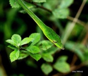 image of vine_snake