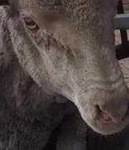 image of animal