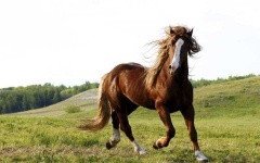 image of animal