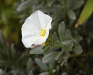 image of flower
