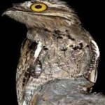 image of bird