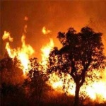 image of wildfire