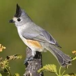 image of bird