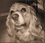 image of cocker_spaniel