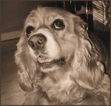 image of cocker_spaniel #11