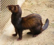 image of polecat